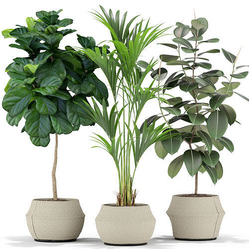 Plants collection 364 3D model