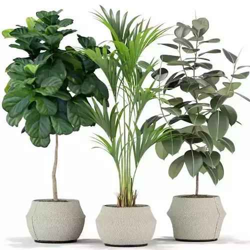 Plants collection 364 3D model