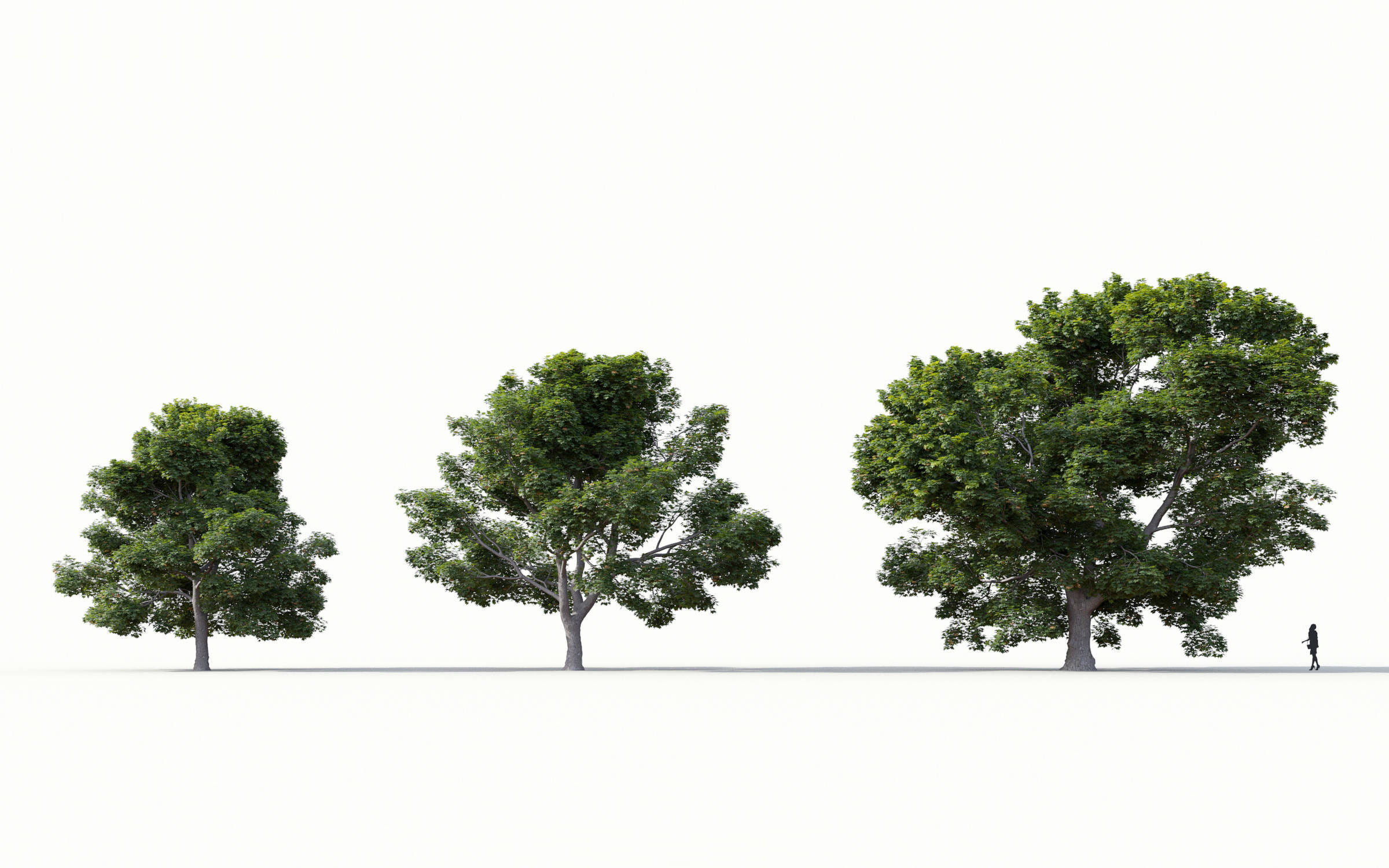 Green trees Collection - Include GrowFX and Mesh file 3D model_5
