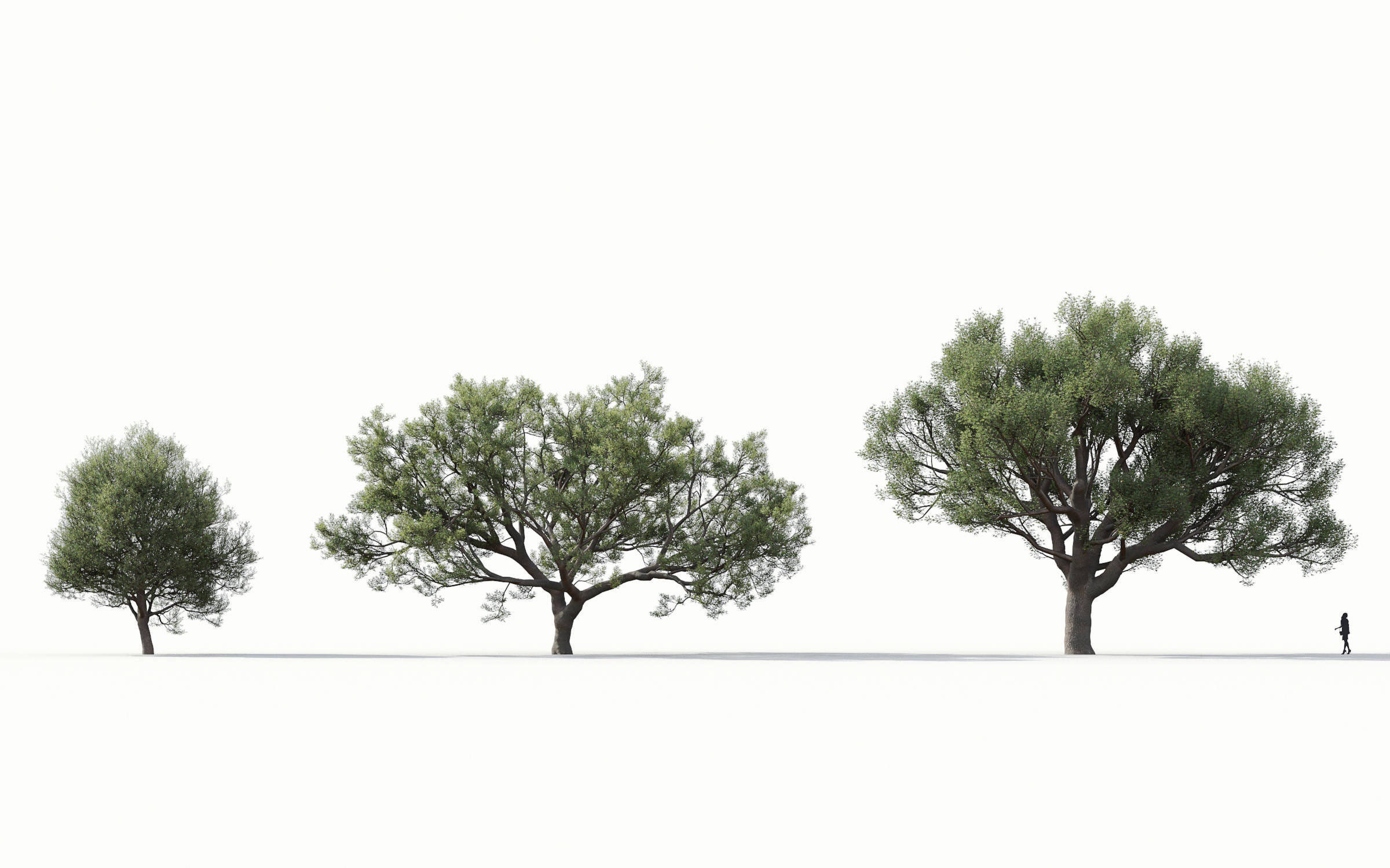Green trees Collection - Include GrowFX and Mesh file 3D model_19