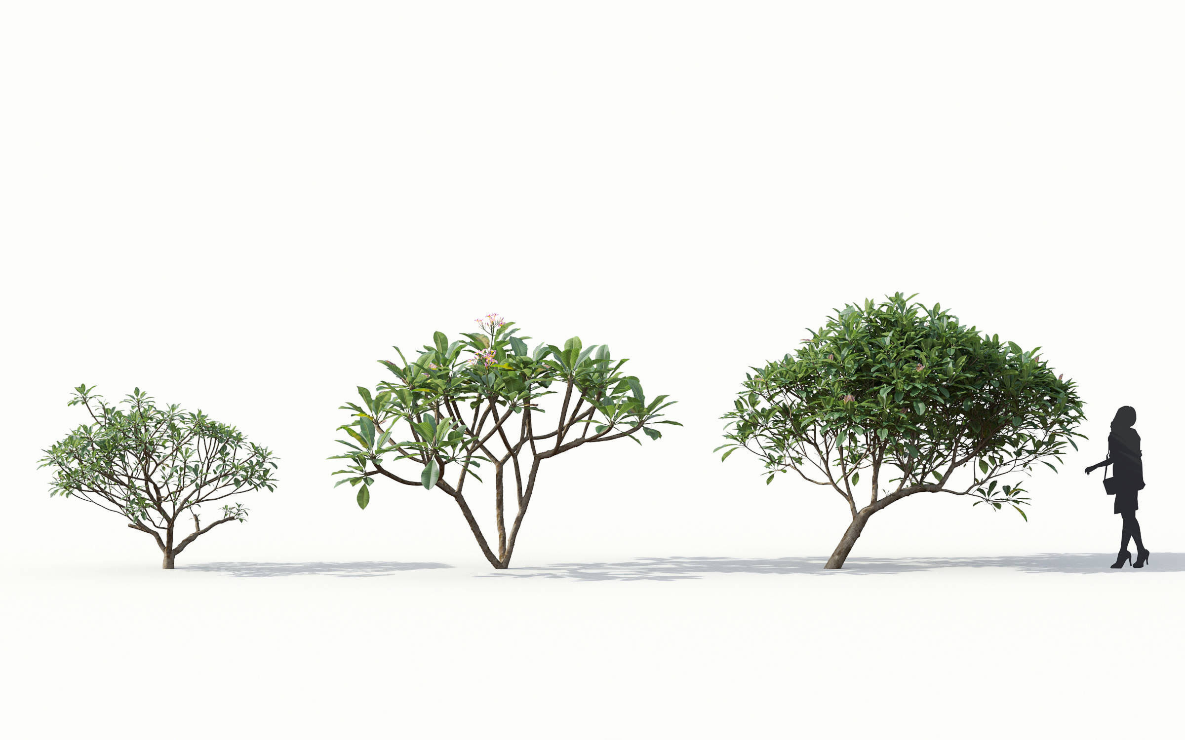 Green trees Collection - Include GrowFX and Mesh file 3D model_16