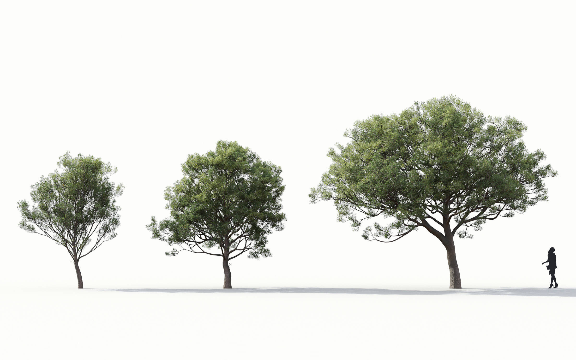 Green trees Collection - Include GrowFX and Mesh file 3D model_18