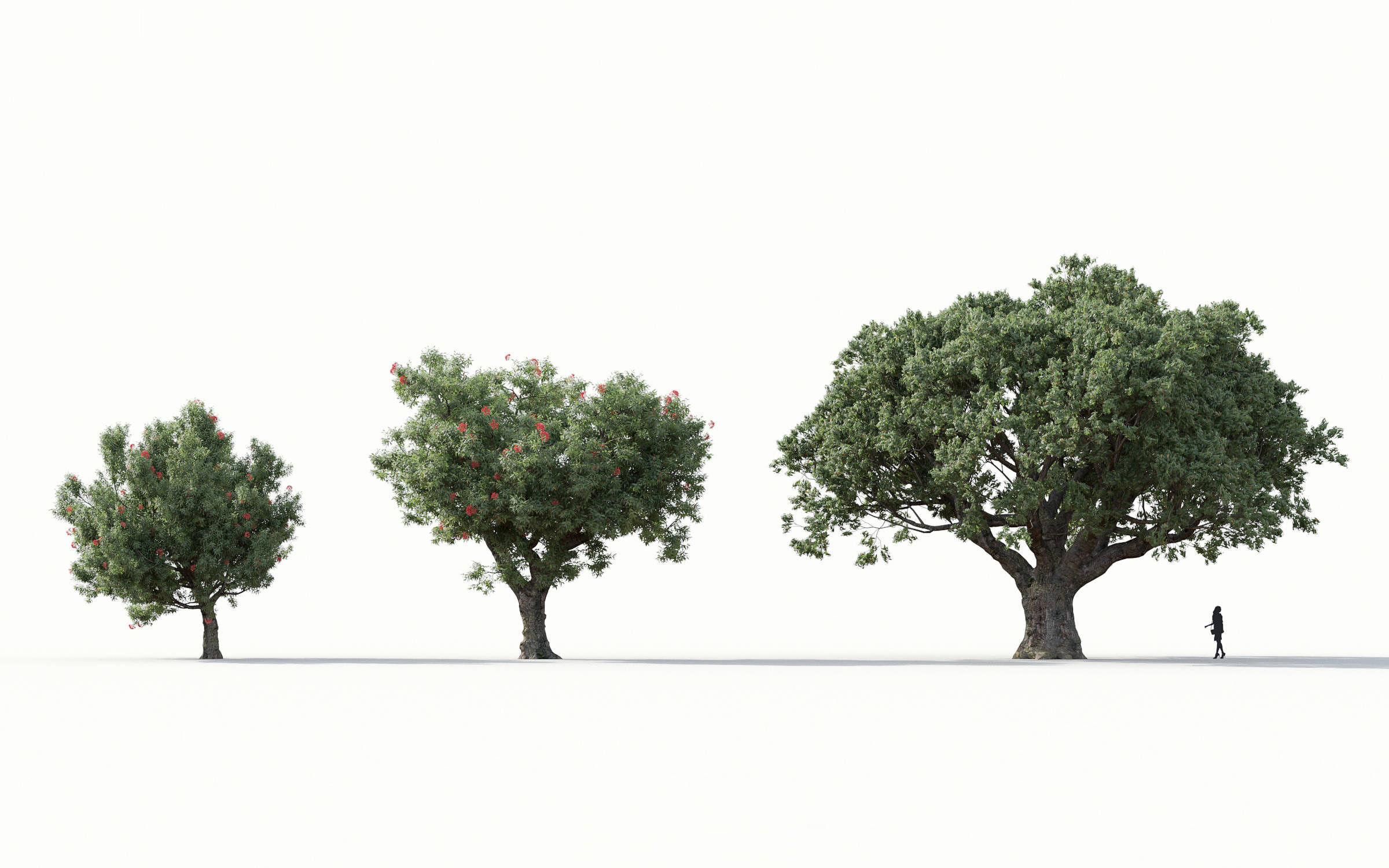 Green trees Collection - Include GrowFX and Mesh file 3D model_11