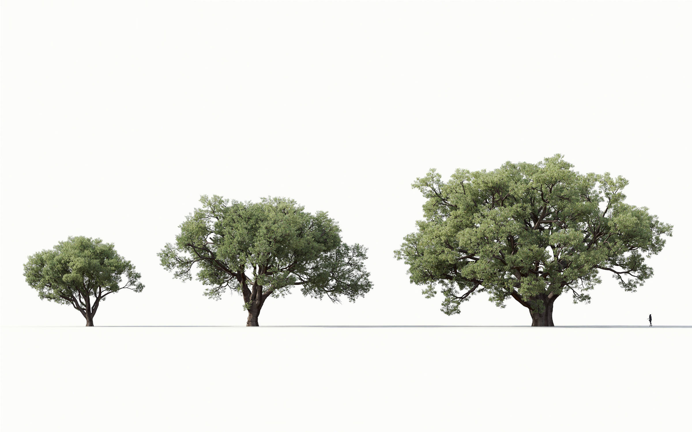 Green trees Collection - Include GrowFX and Mesh file 3D model_23