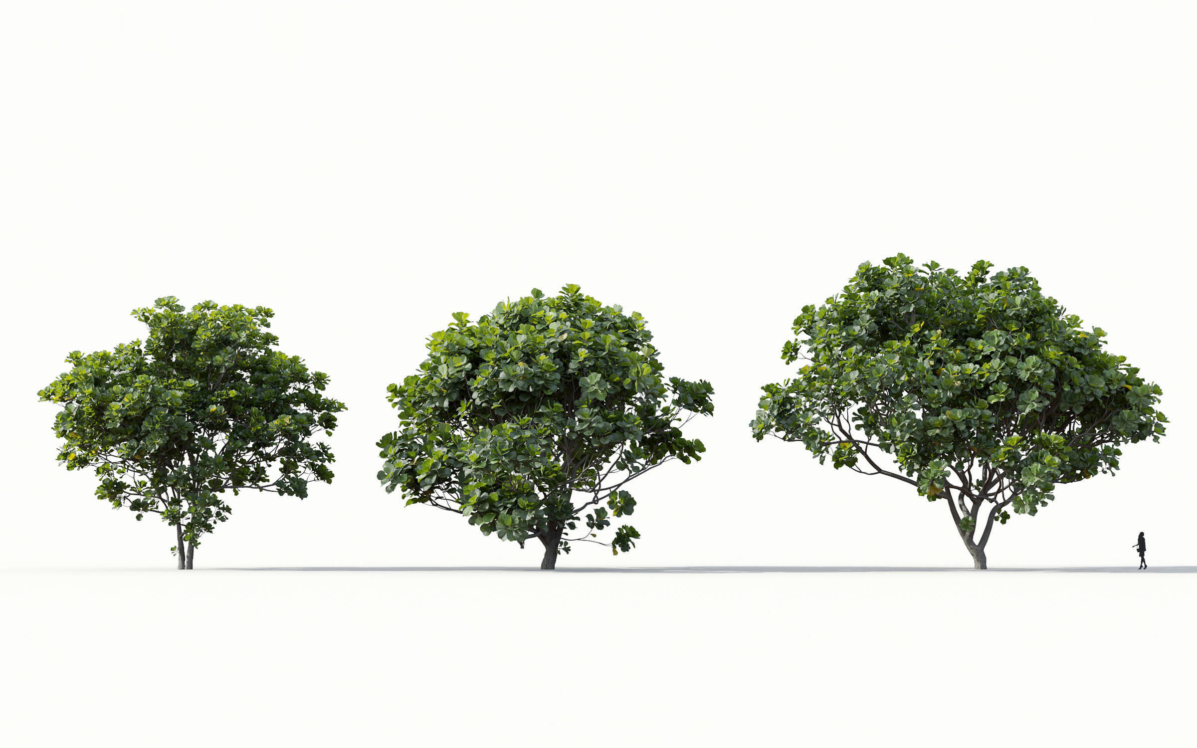 Green trees Collection - Include GrowFX and Mesh file 3D model_15