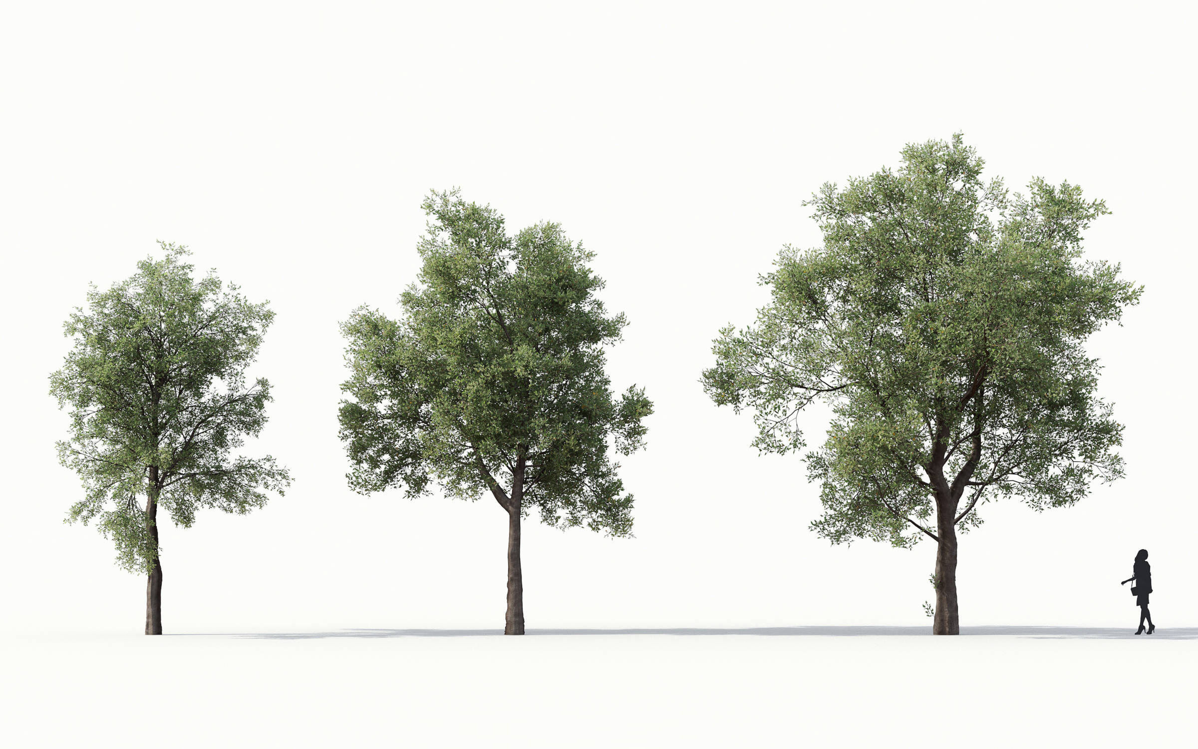 Green trees Collection - Include GrowFX and Mesh file 3D model_22
