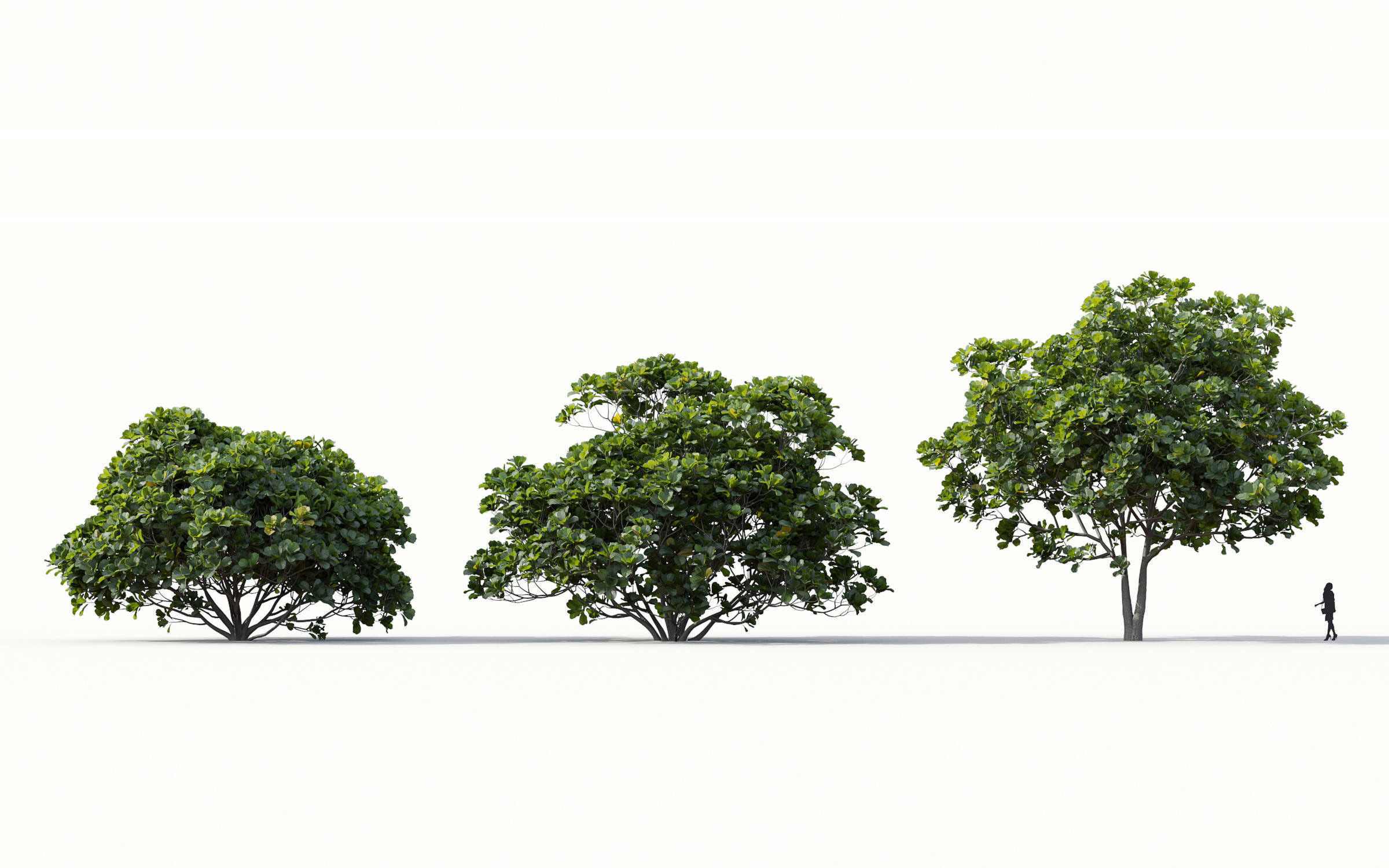 Green trees Collection - Include GrowFX and Mesh file 3D model_14