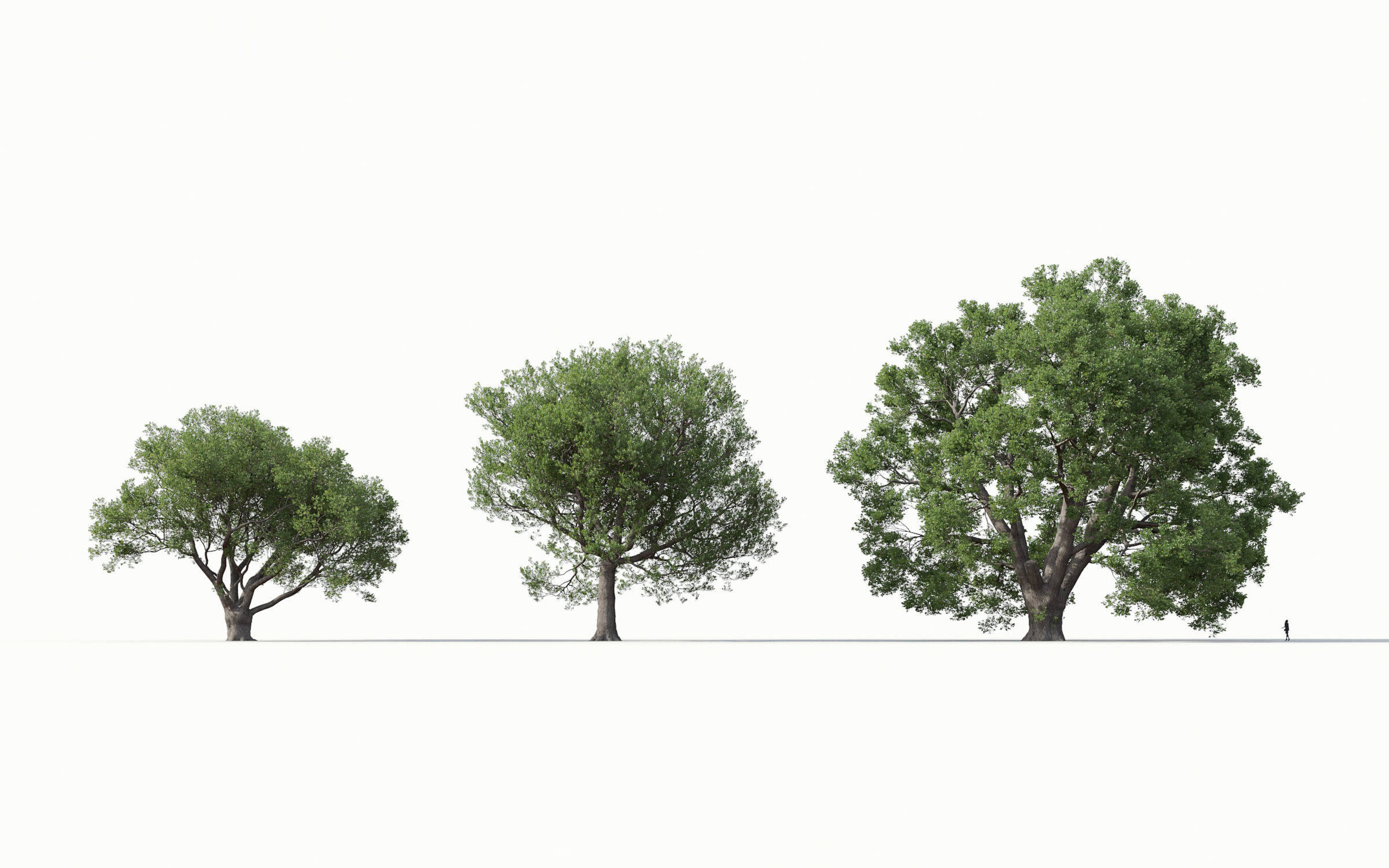 Green trees Collection - Include GrowFX and Mesh file 3D model_21