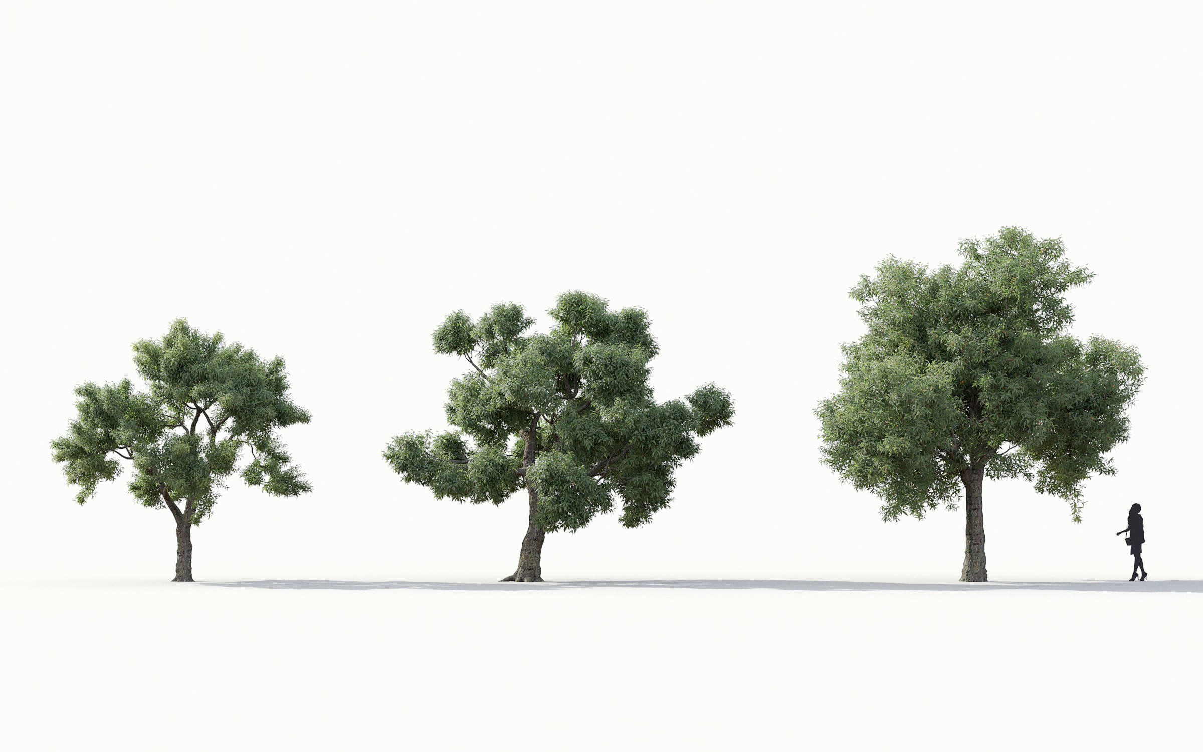 Green trees Collection - Include GrowFX and Mesh file 3D model_10