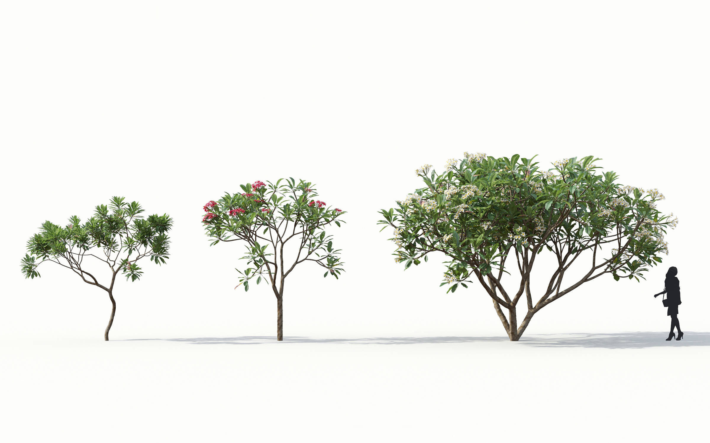 Green trees Collection - Include GrowFX and Mesh file 3D model_17