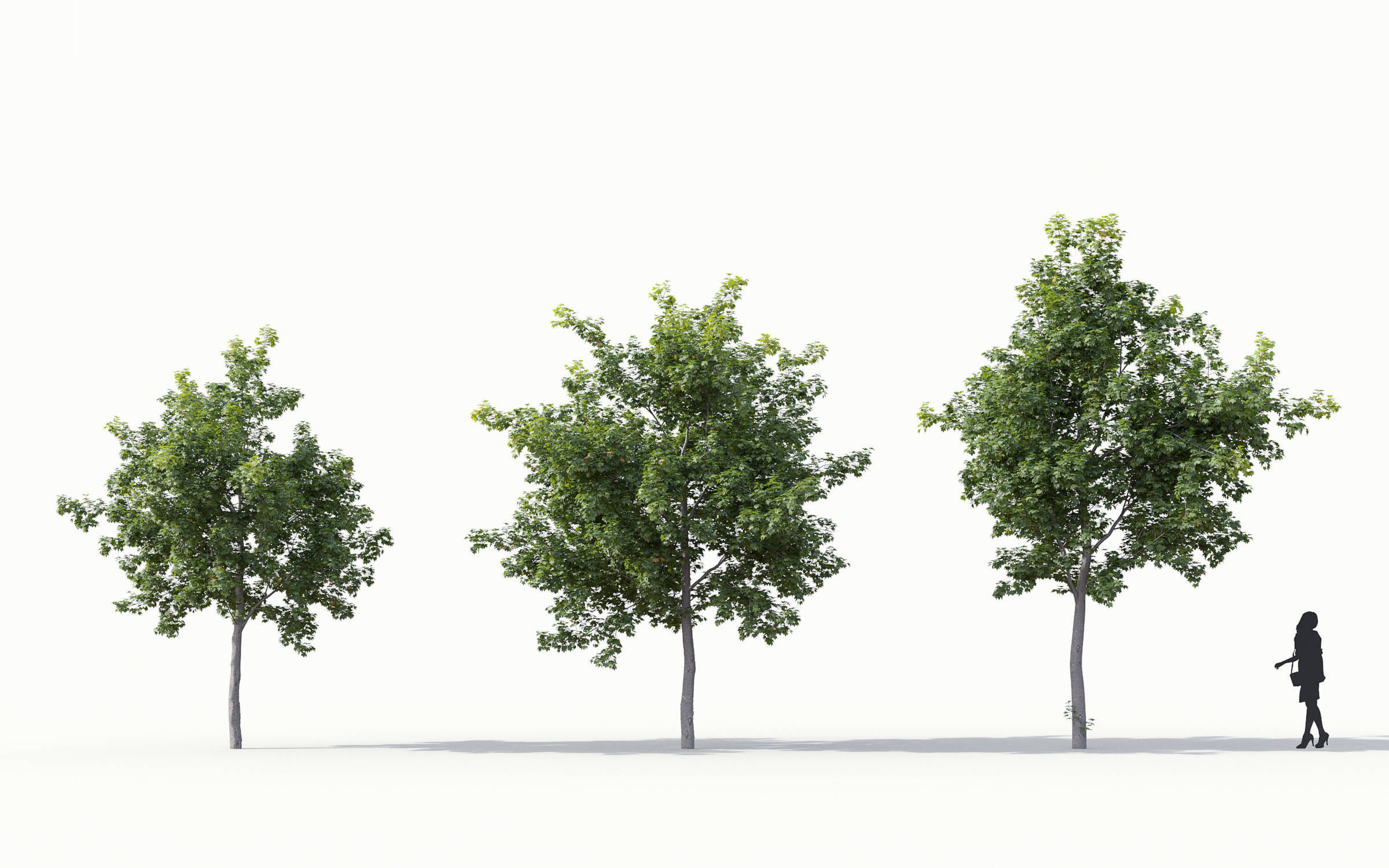 Green trees Collection - Include GrowFX and Mesh file 3D model_4