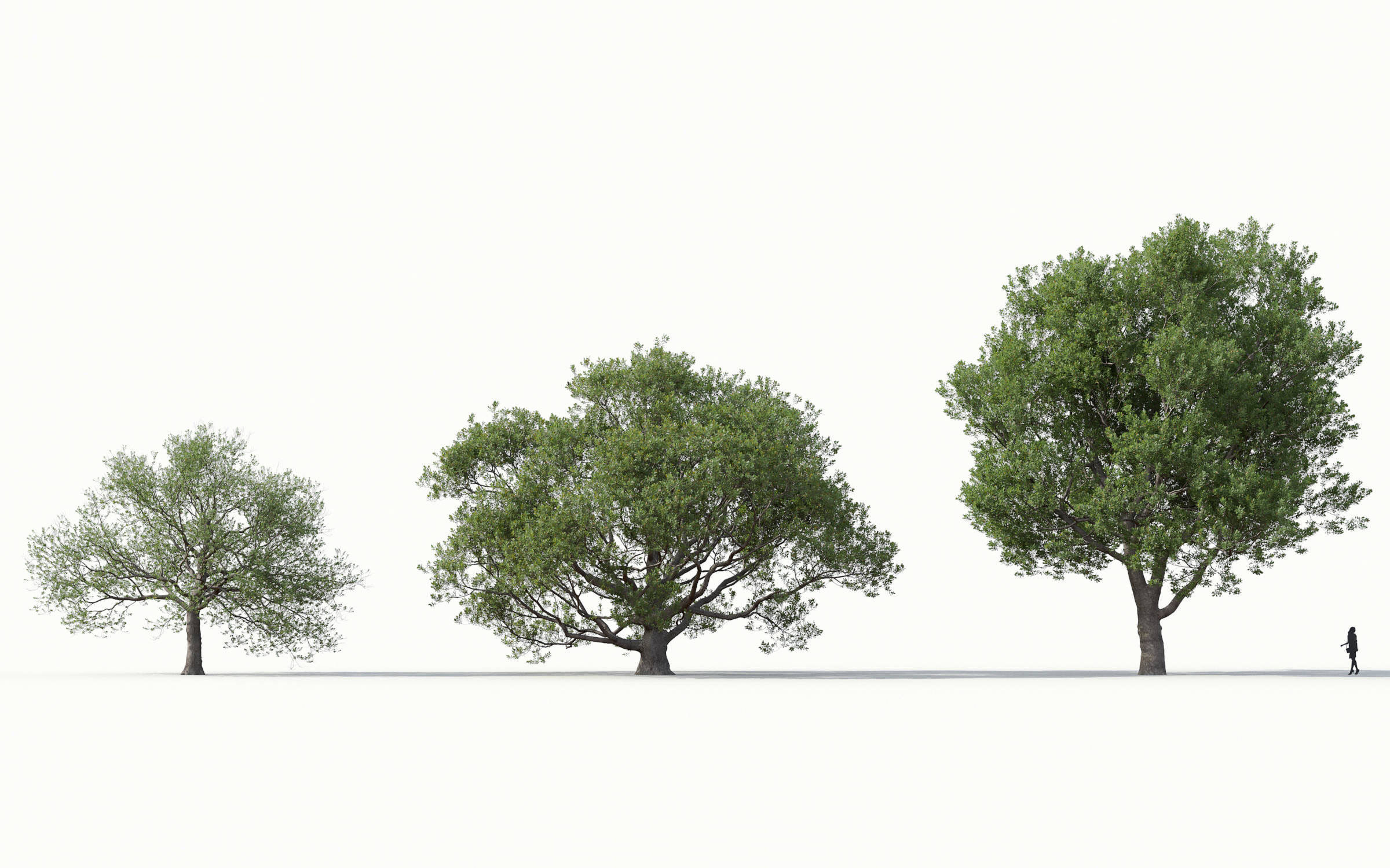 Green trees Collection - Include GrowFX and Mesh file 3D model_20
