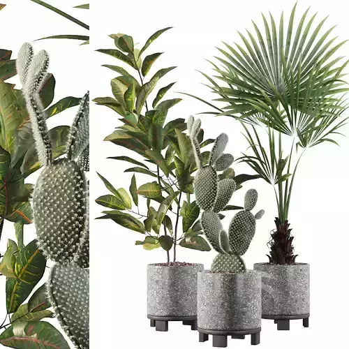 Plants collection 056