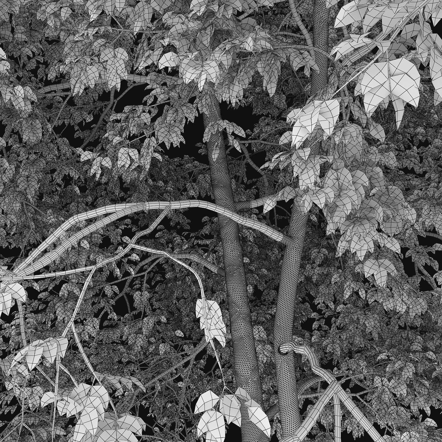 Ash-tree 04 H18m 3D model_3