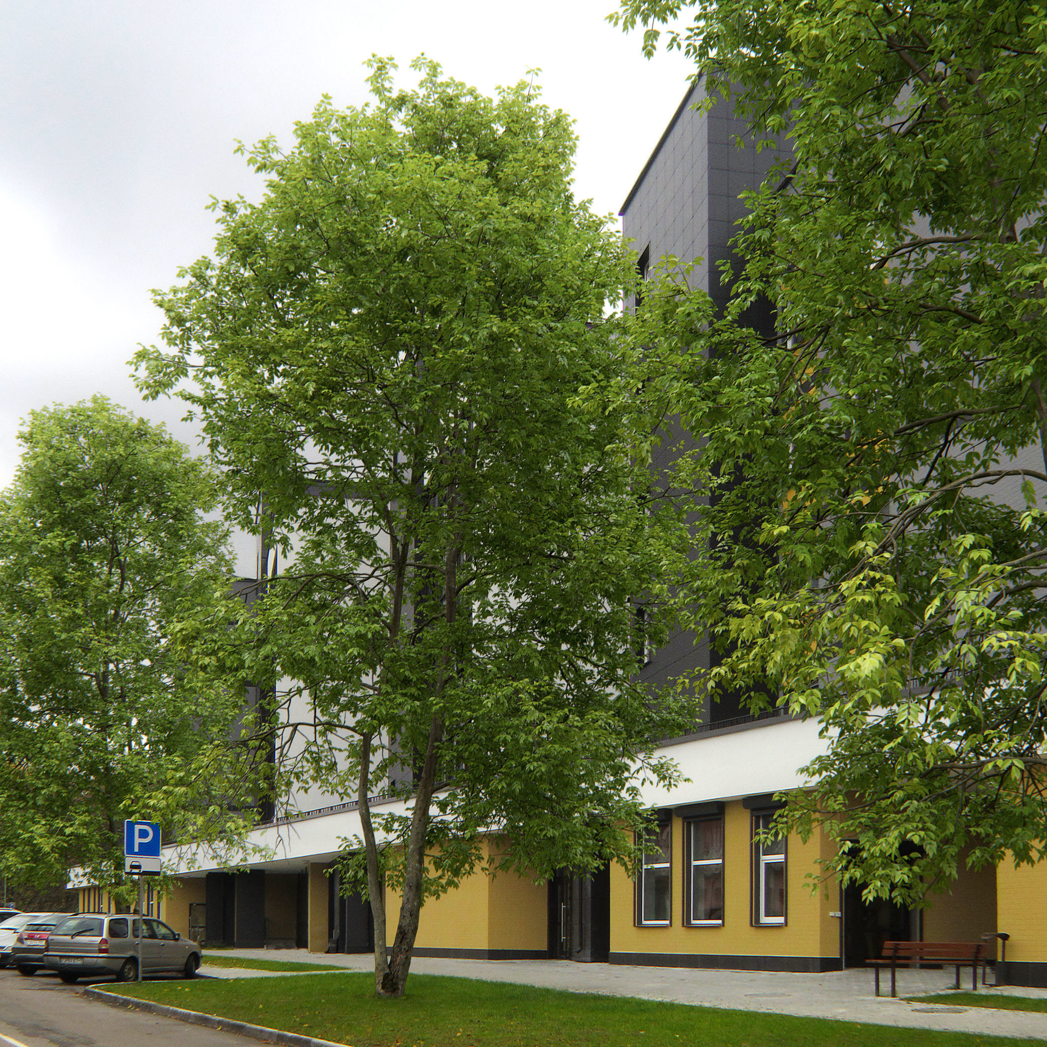 Ash-tree 04 H18m 3D model_2