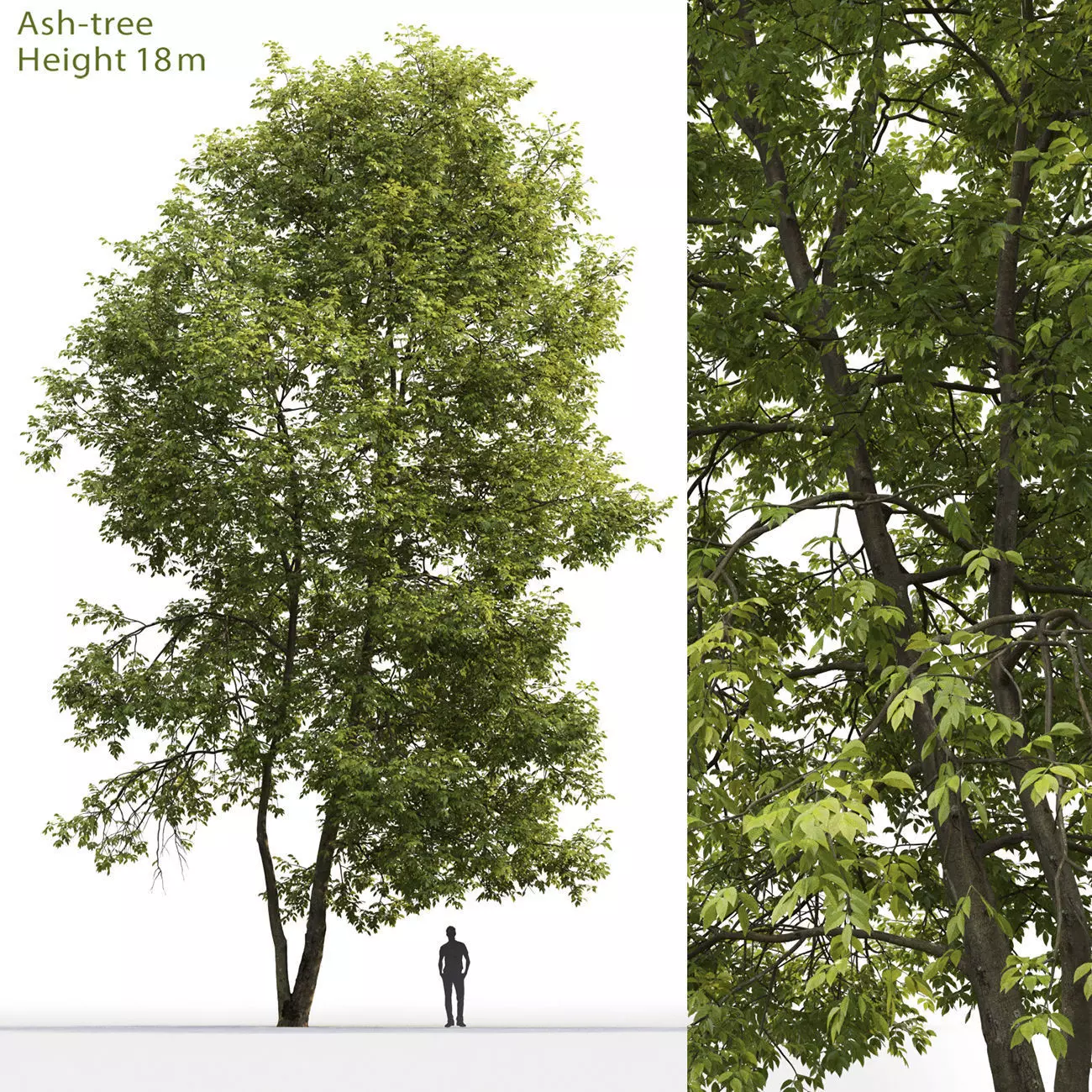 Ash-tree 04 H18m 3D model_0