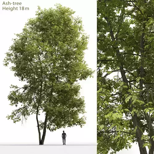 Ash-tree 04 H18m 3D model