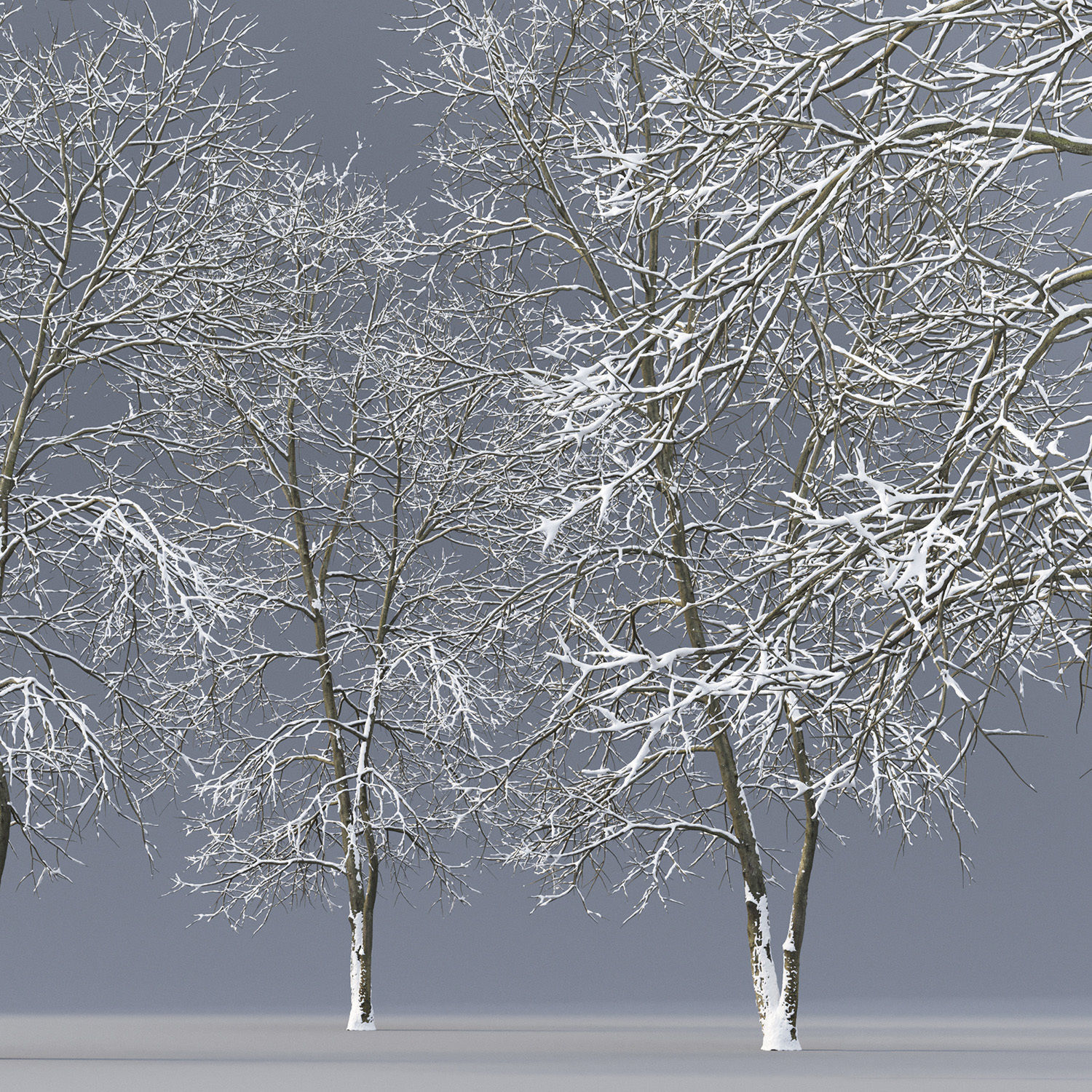 Ash-tree 04 winter H18m 3D model_1