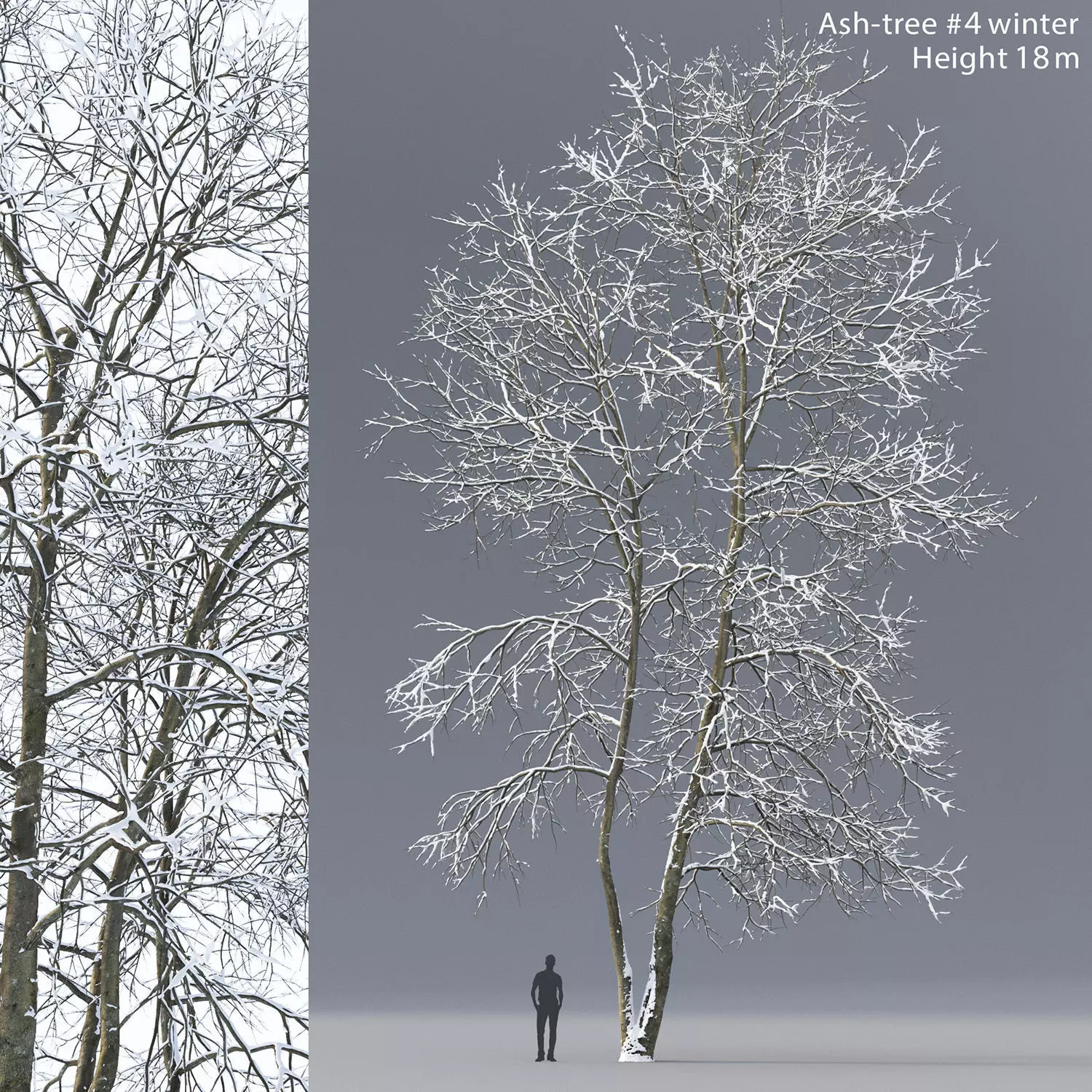 Ash-tree 04 winter H18m 3D model_0
