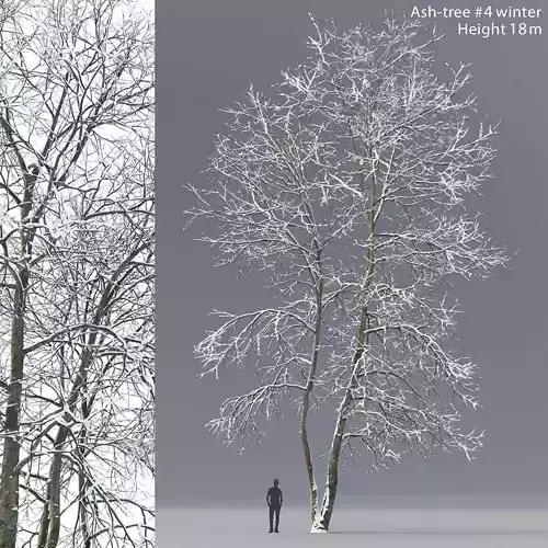 Ash-tree 04 winter H18m 3D model
