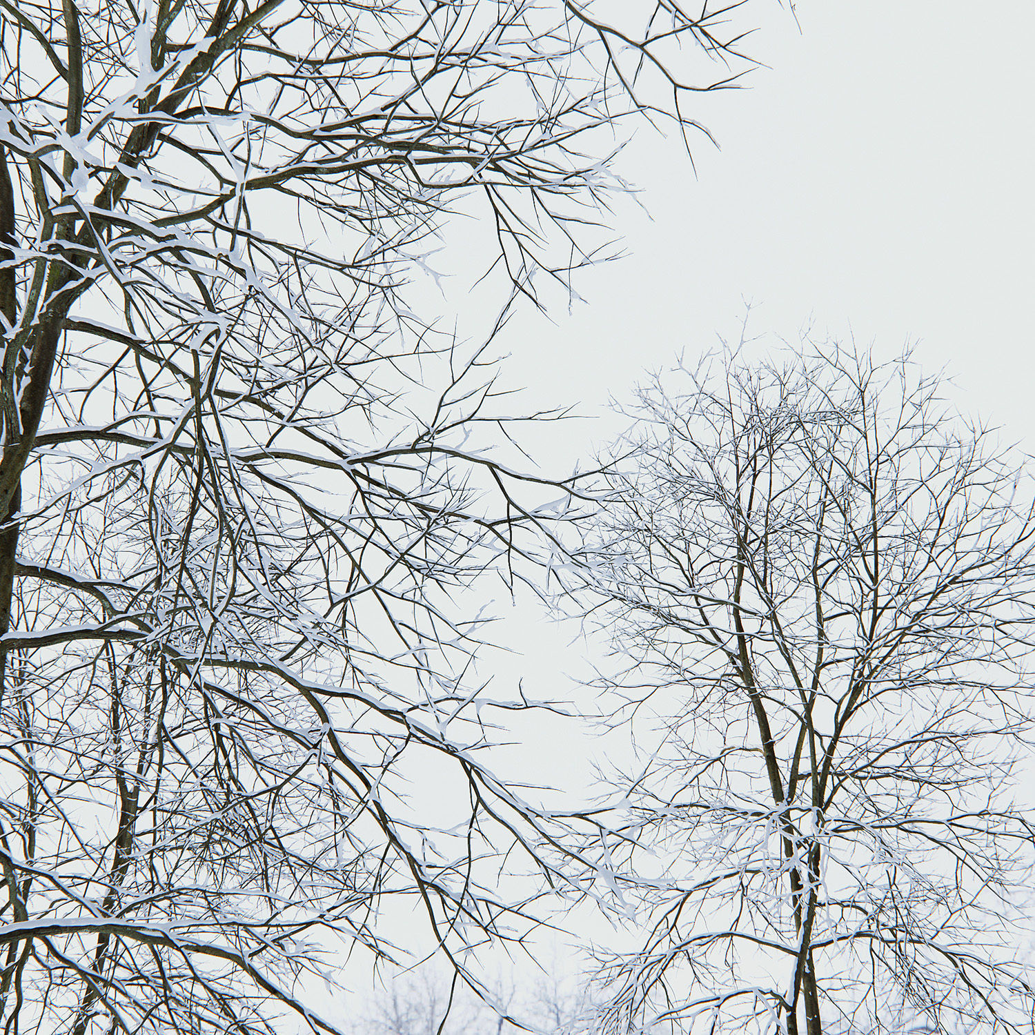 Ash-tree 04 winter H18m 3D model_2