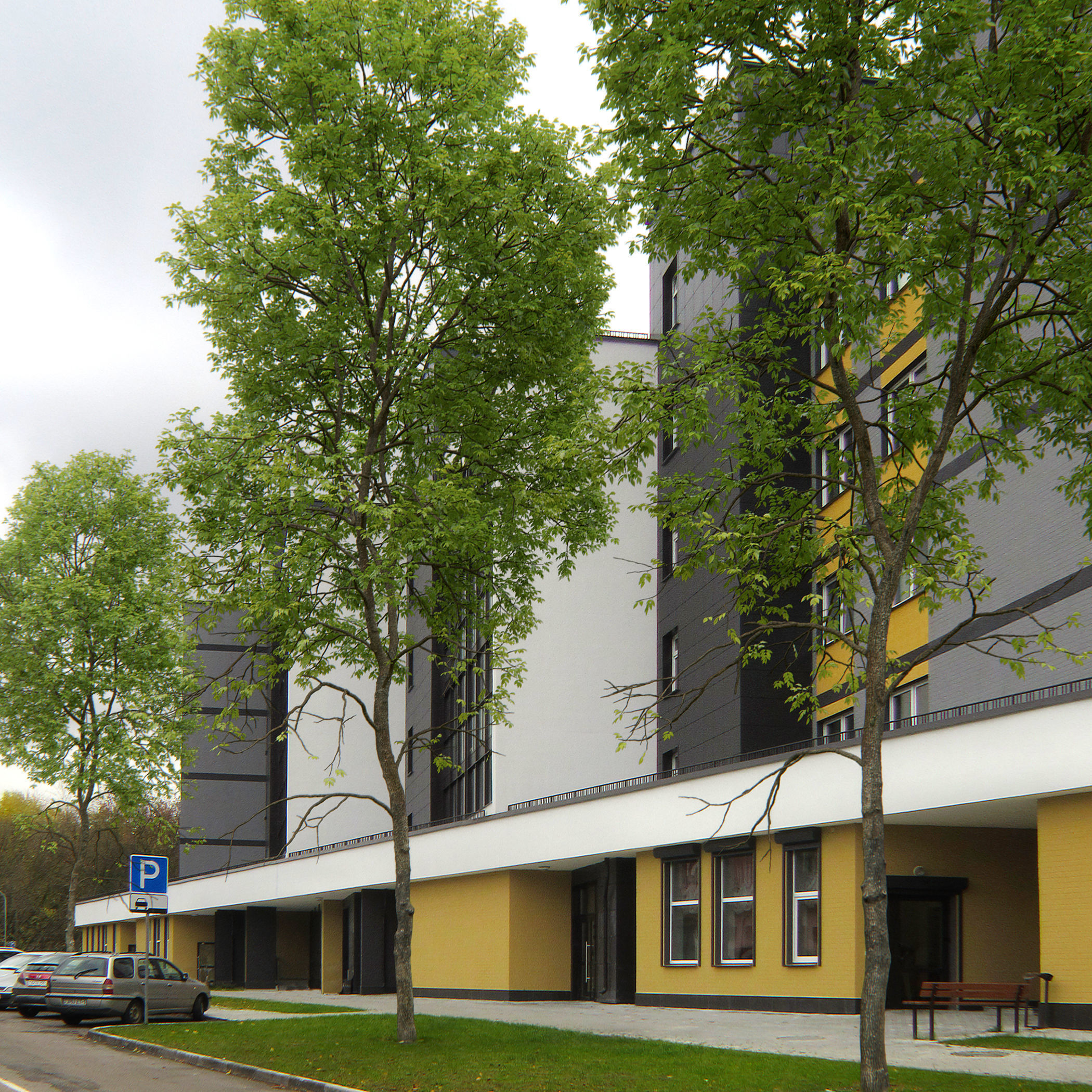 Ash-tree 05 H21m 3D model_2