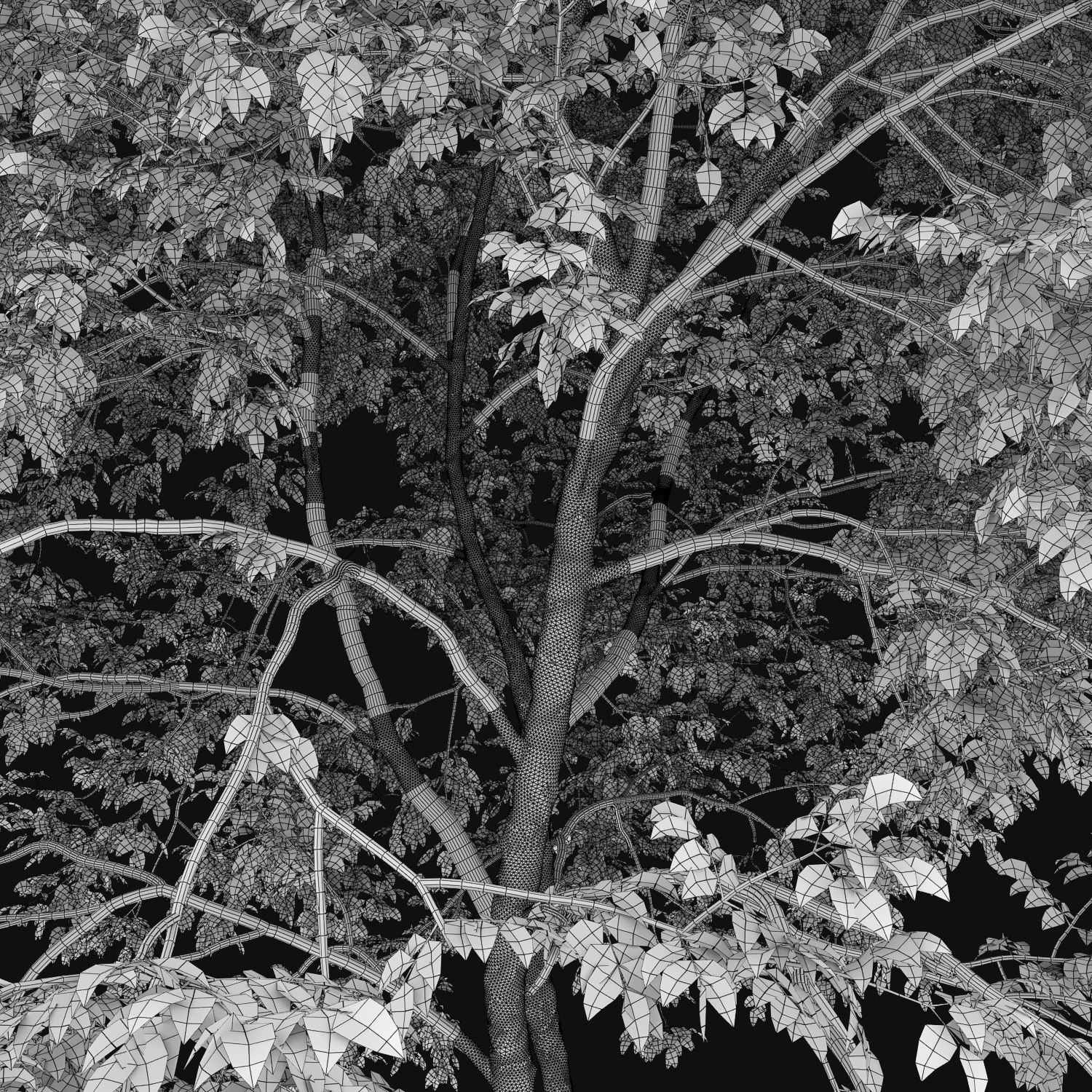 Ash-tree 05 H21m 3D model_3