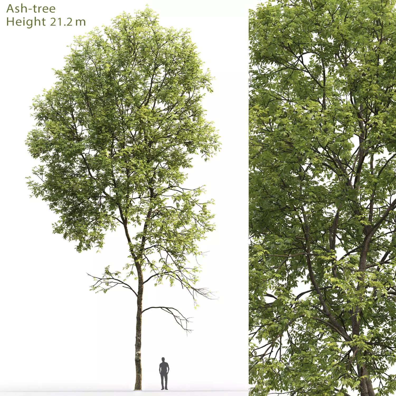 Ash-tree 05 H21m 3D model_0