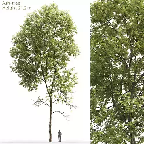 Ash-tree 05 H21m