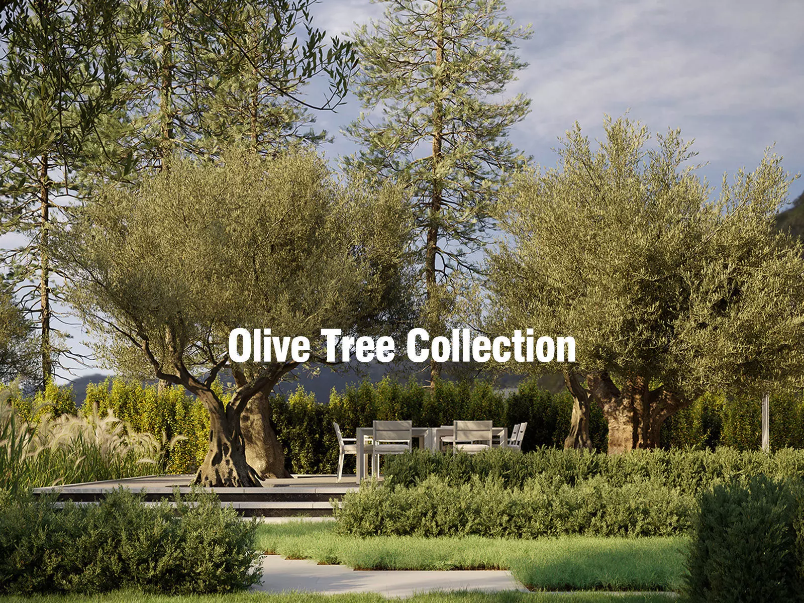 Olive Tree Collection - Include GrowFX and Mesh file 3D model