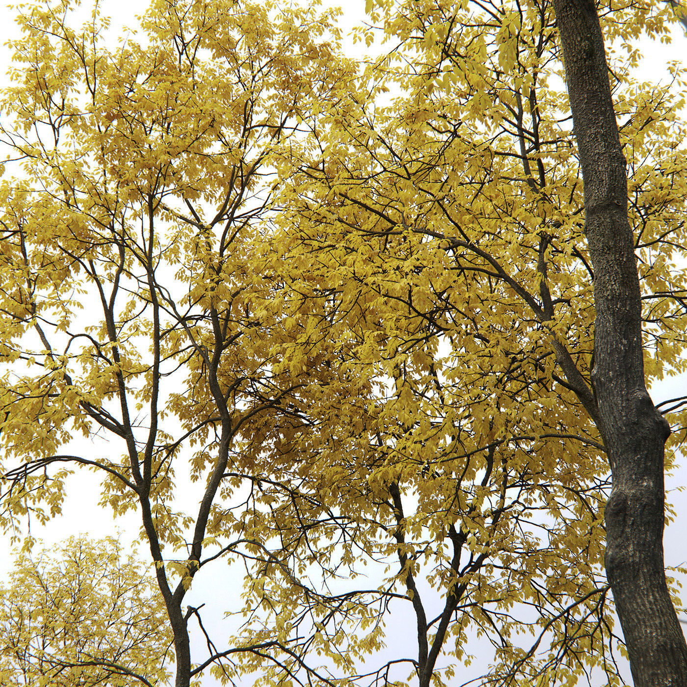 Ash-tree 05 06 autumn H21 22m 3D model_2