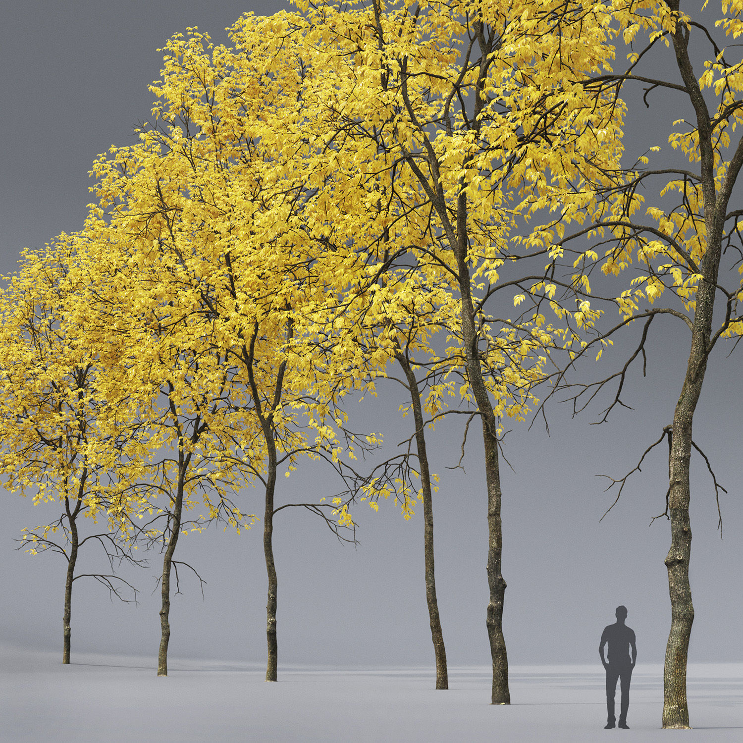 Ash-tree 05 06 autumn H21 22m 3D model_1