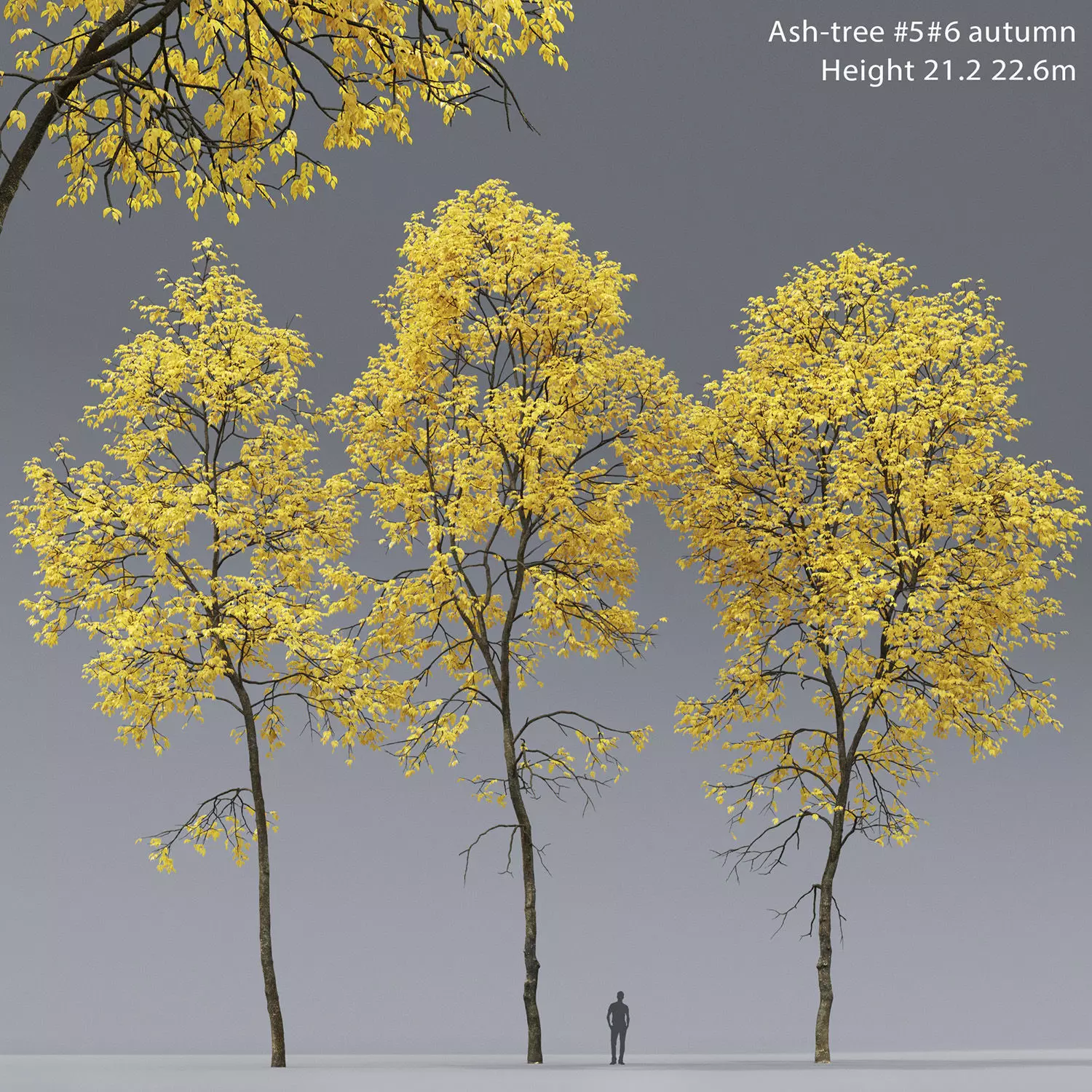 Ash-tree 05 06 autumn H21 22m 3D model_0