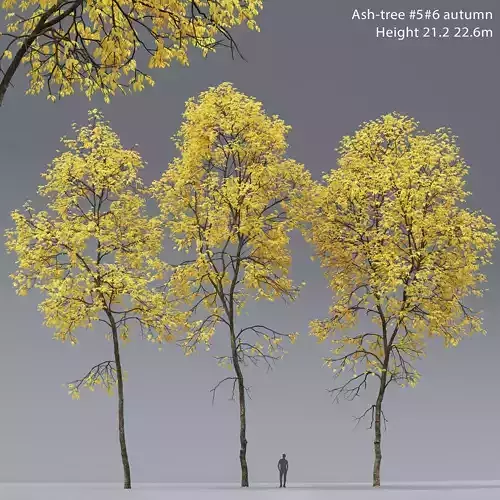 Ash-tree 05 06 autumn H21 22m 3D model