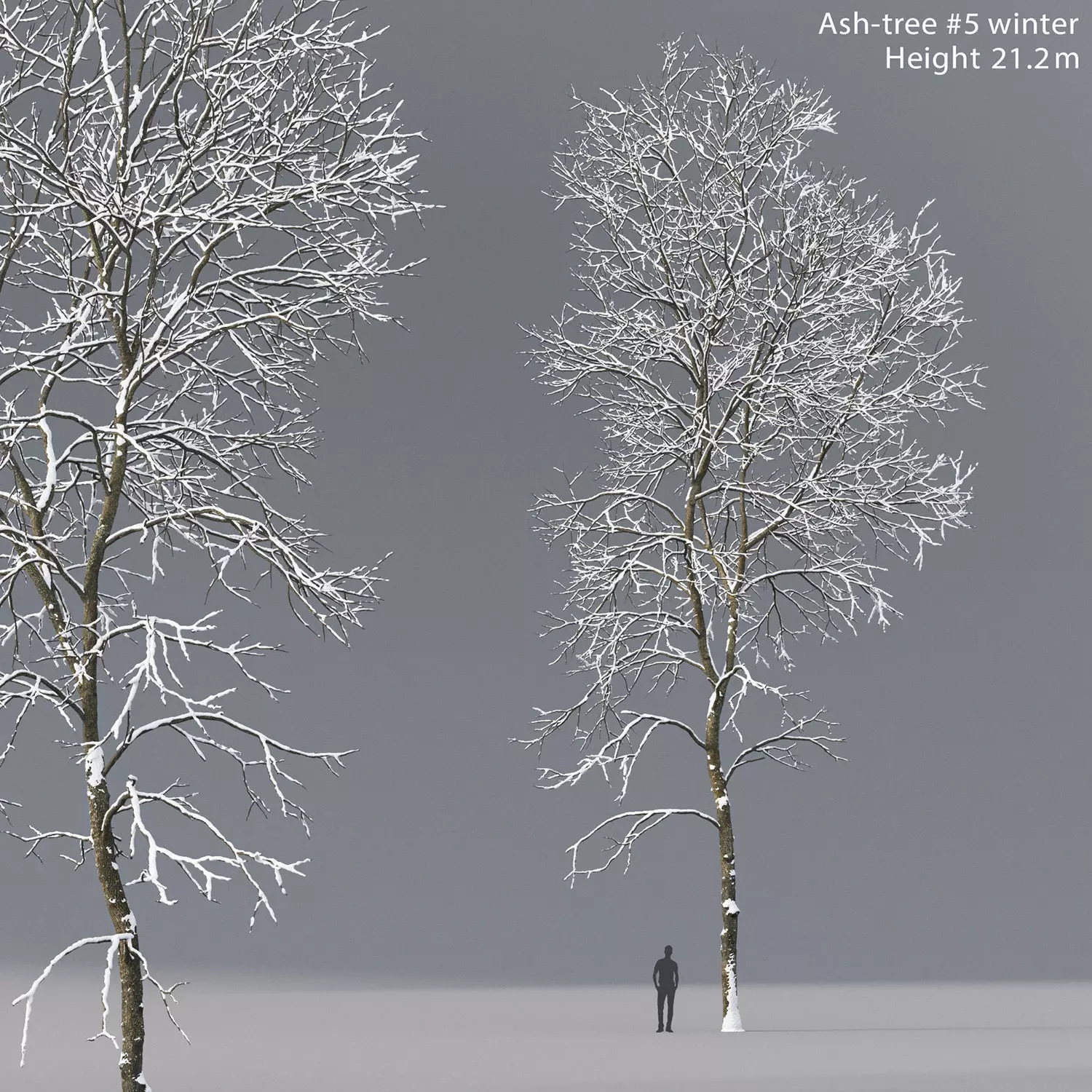 Ash-tree 05 winter H21m 3D model_0