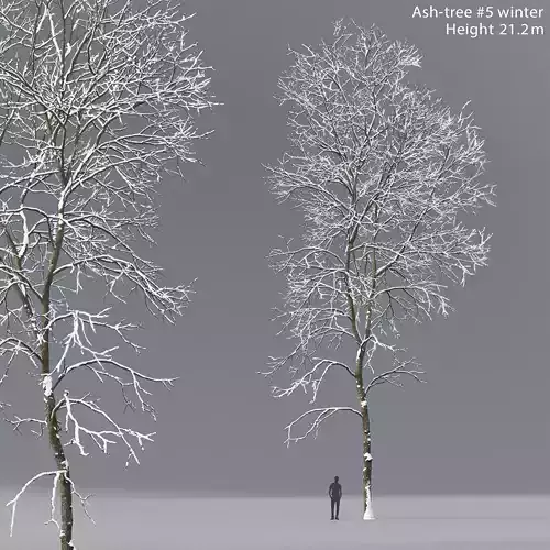 Ash-tree 05 winter H21m 3D model
