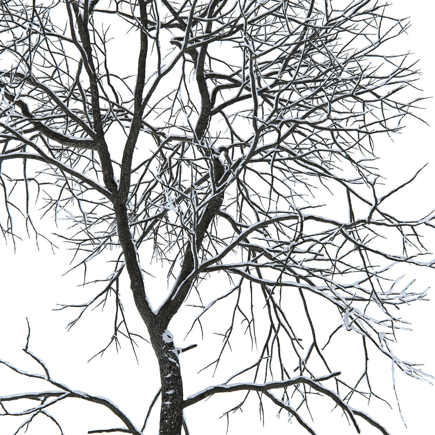 Ash-tree 05 winter H21m 3D model_2