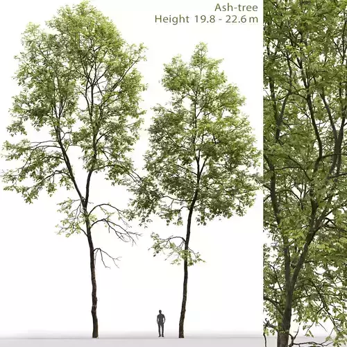 Ash-tree 06 H19  22m 3D model