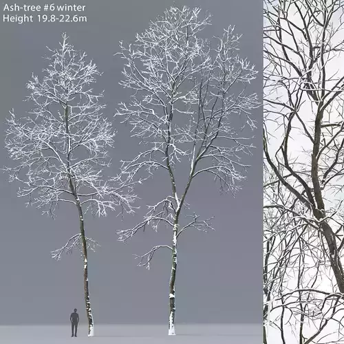 Ash-tree 06 winter H19  22m 3D model