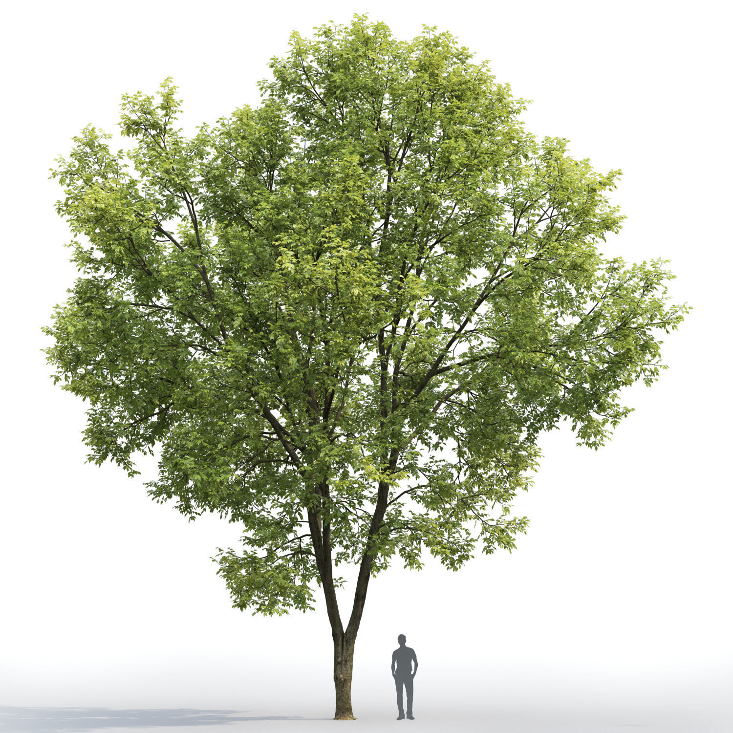 Ash-tree 07 H15m 3D model_1