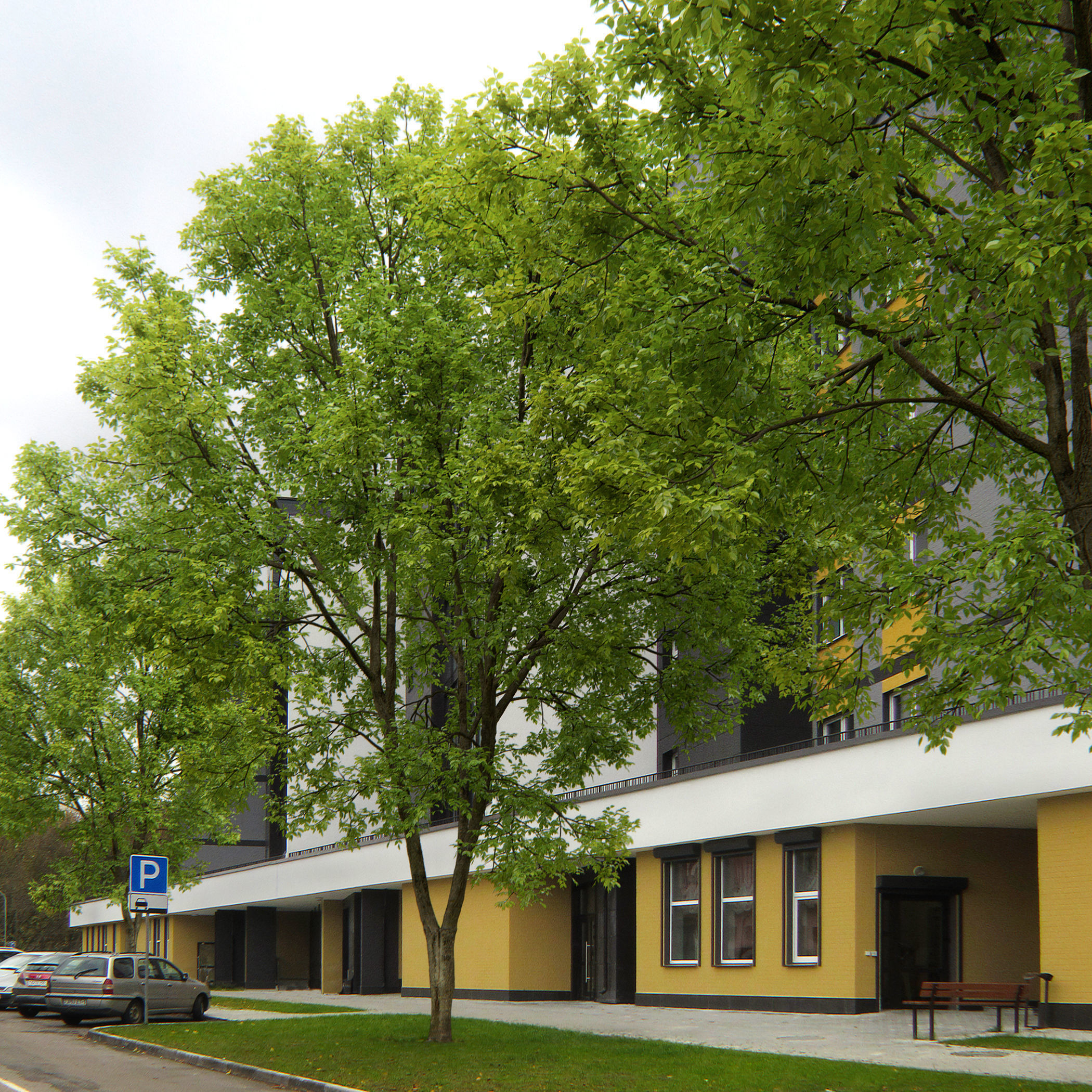 Ash-tree 07 H15m 3D model_2