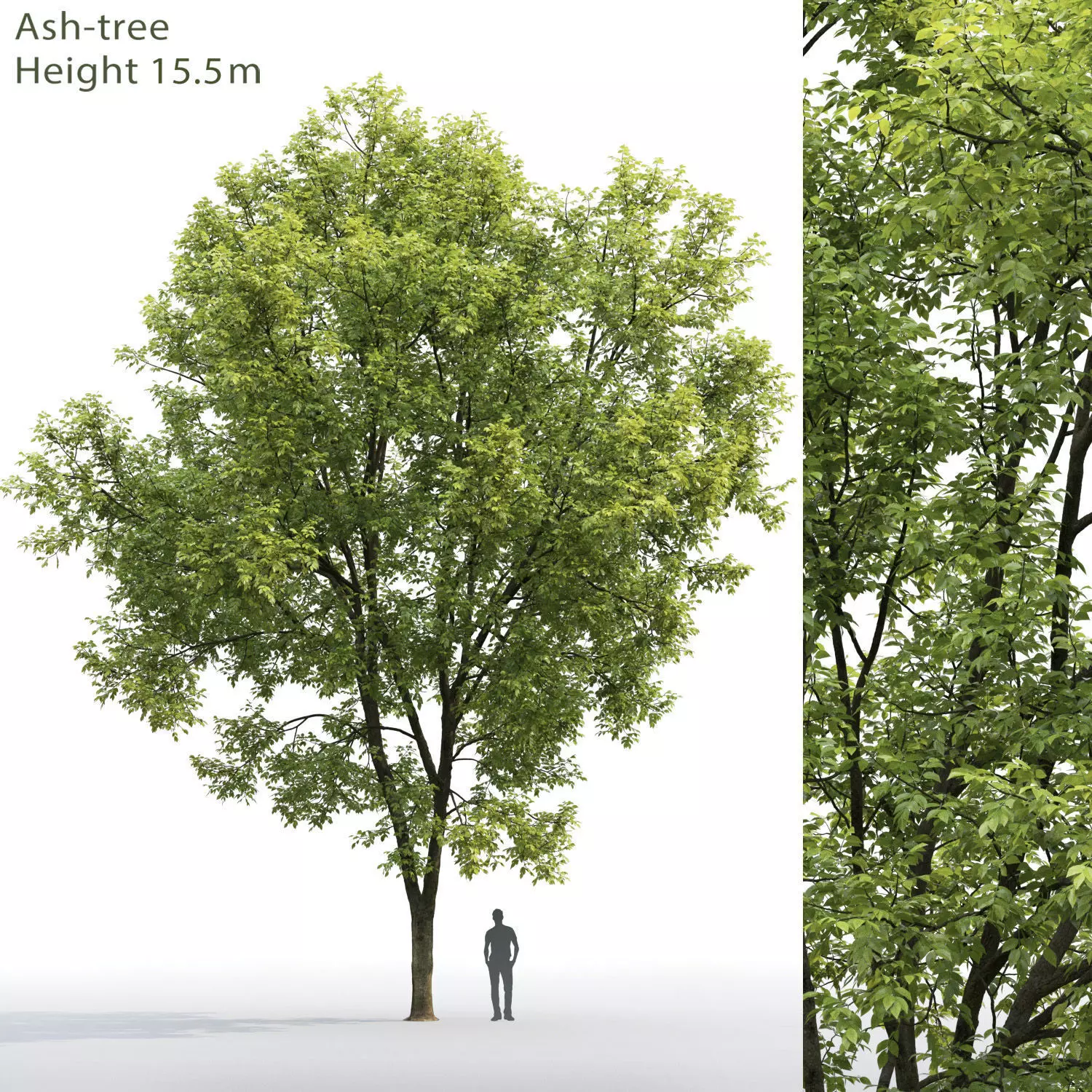 Ash-tree 07 H15m 3D model_0