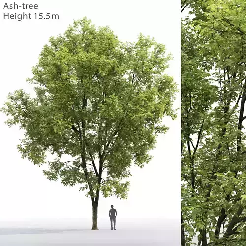 Ash-tree 07 H15m