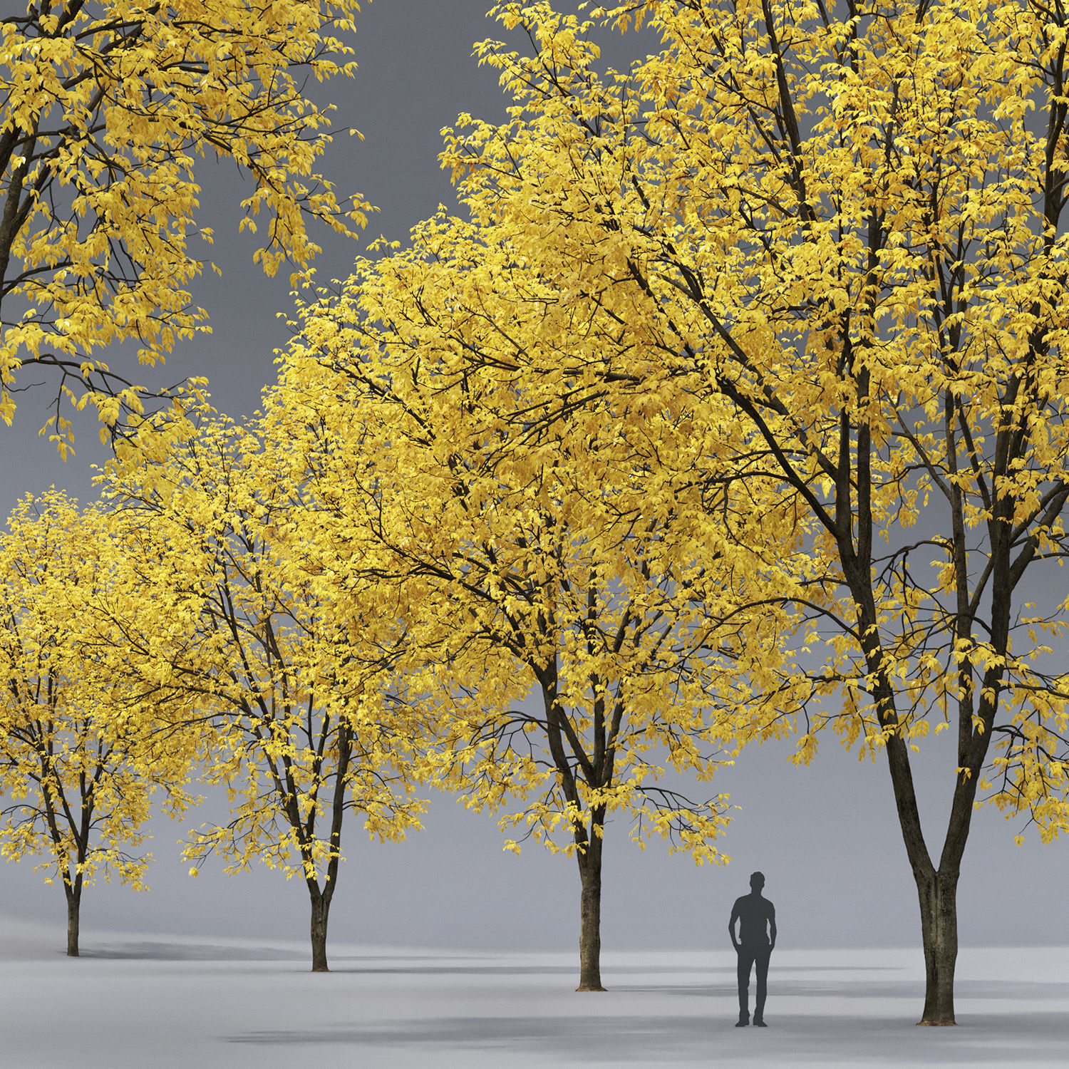 Ash-tree 07 autumn H15m 3D model_2