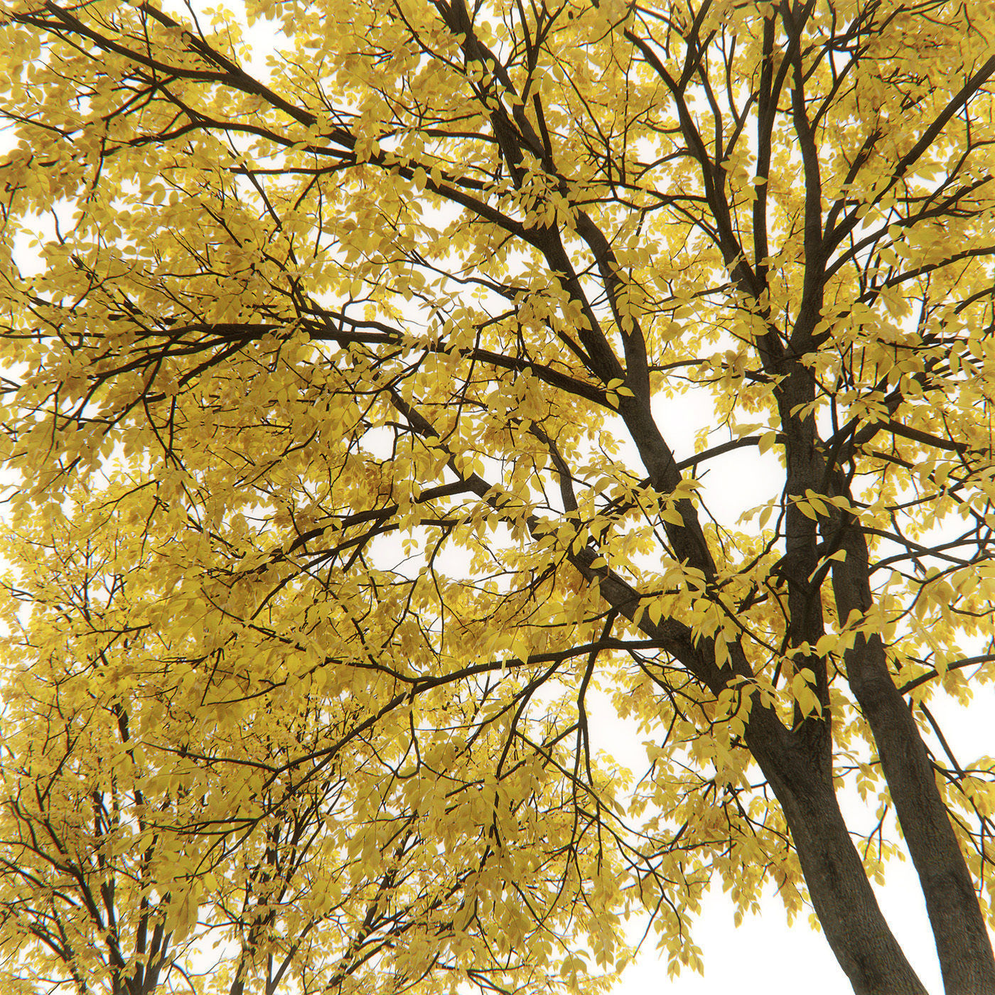 Ash-tree 07 autumn H15m 3D model_1