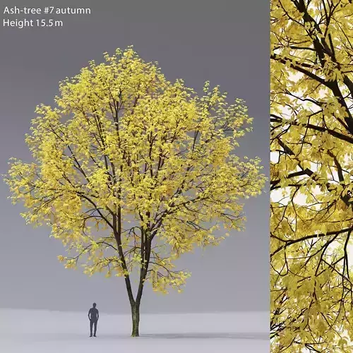 Ash-tree 07 autumn H15m