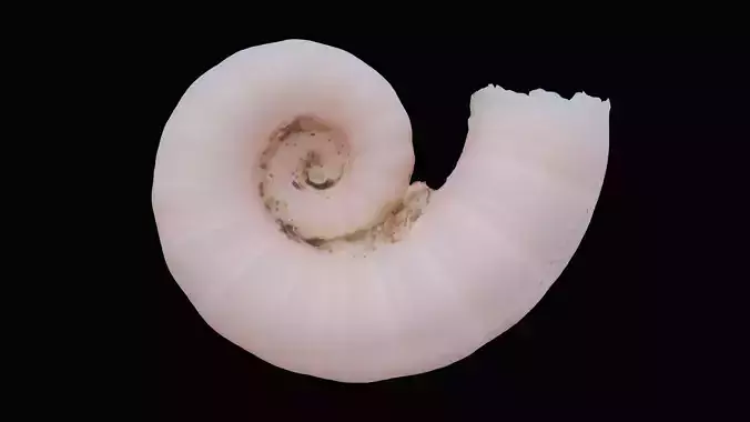 Common Spirula Sea Shell Low-poly 3D model