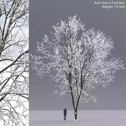 Ash-tree 07 winter H15m 3D model
