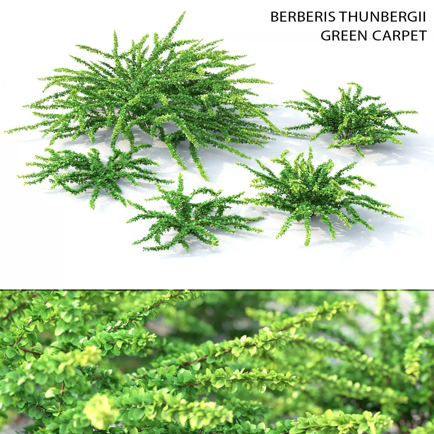 Berberis Green Carpet 3D model_0