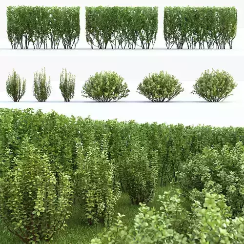 Berberis thunbergii 02